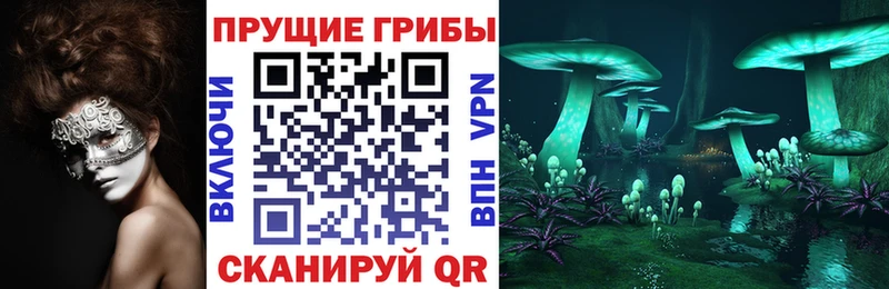 как найти наркотики  Юрьевец  Псилоцибиновые грибы Psilocybe 